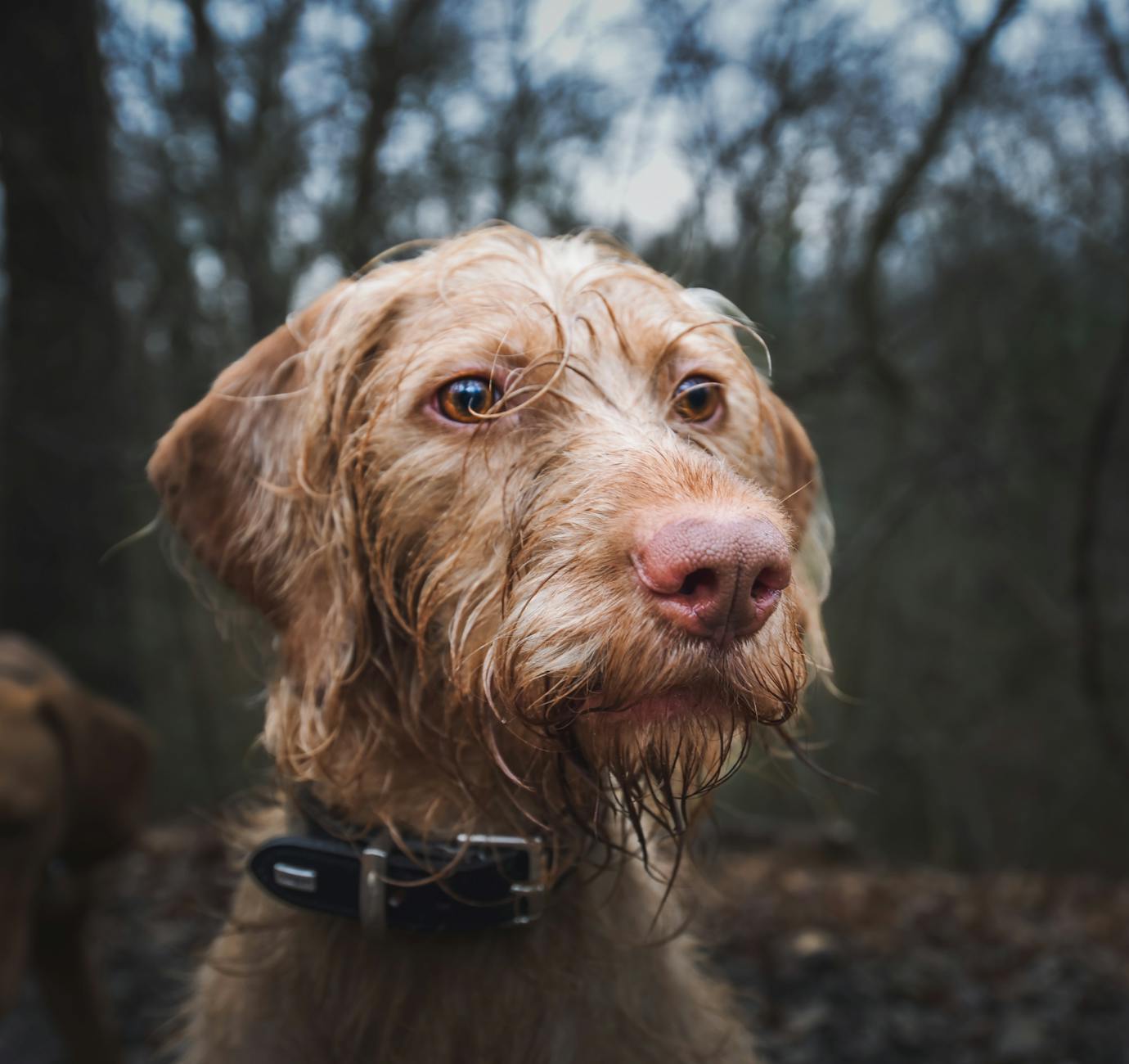 close up of a vizsla dog with wet fur