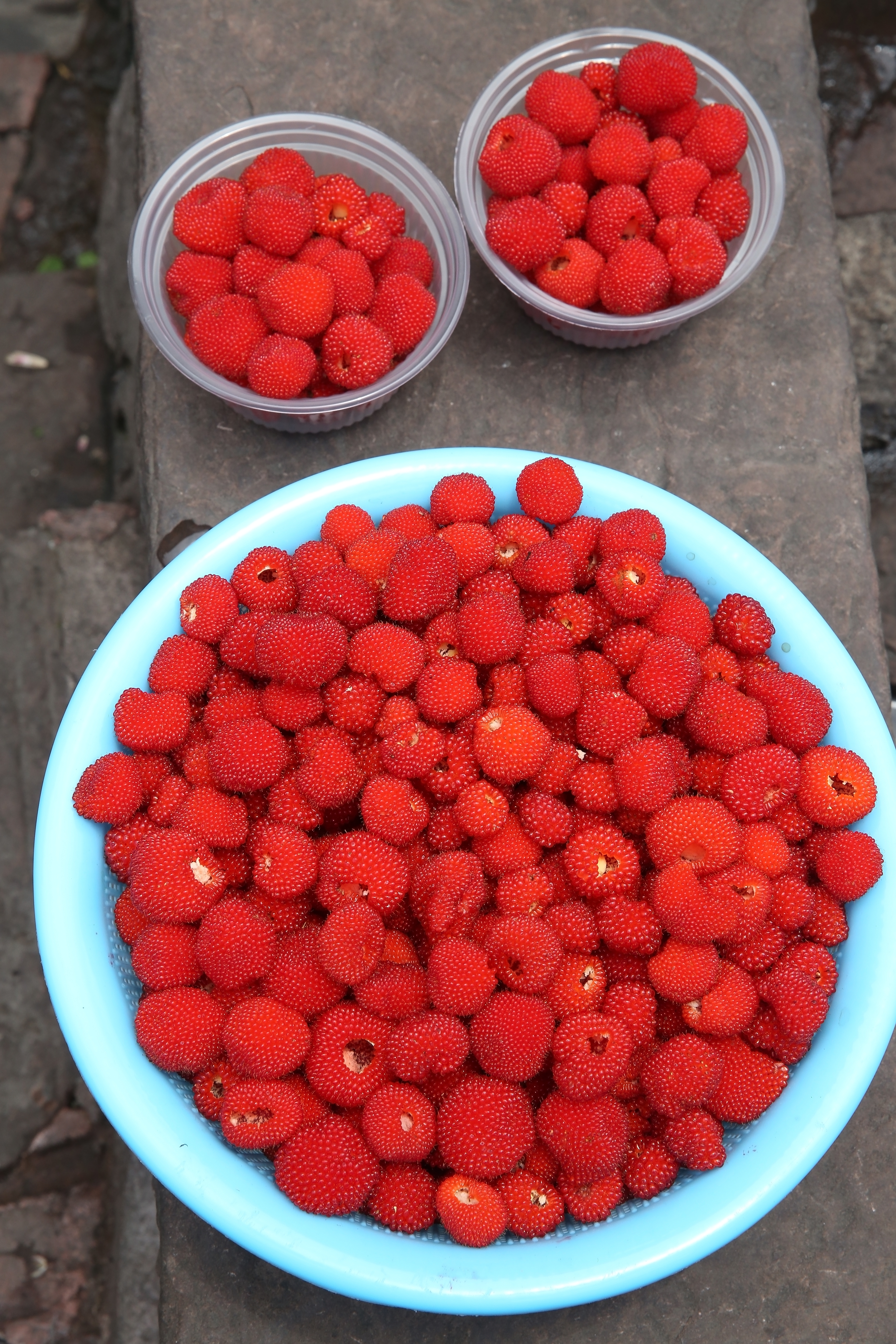 Sweet, Tart, and Totally Keweenaw: The Thimbleberry Season Has Begun