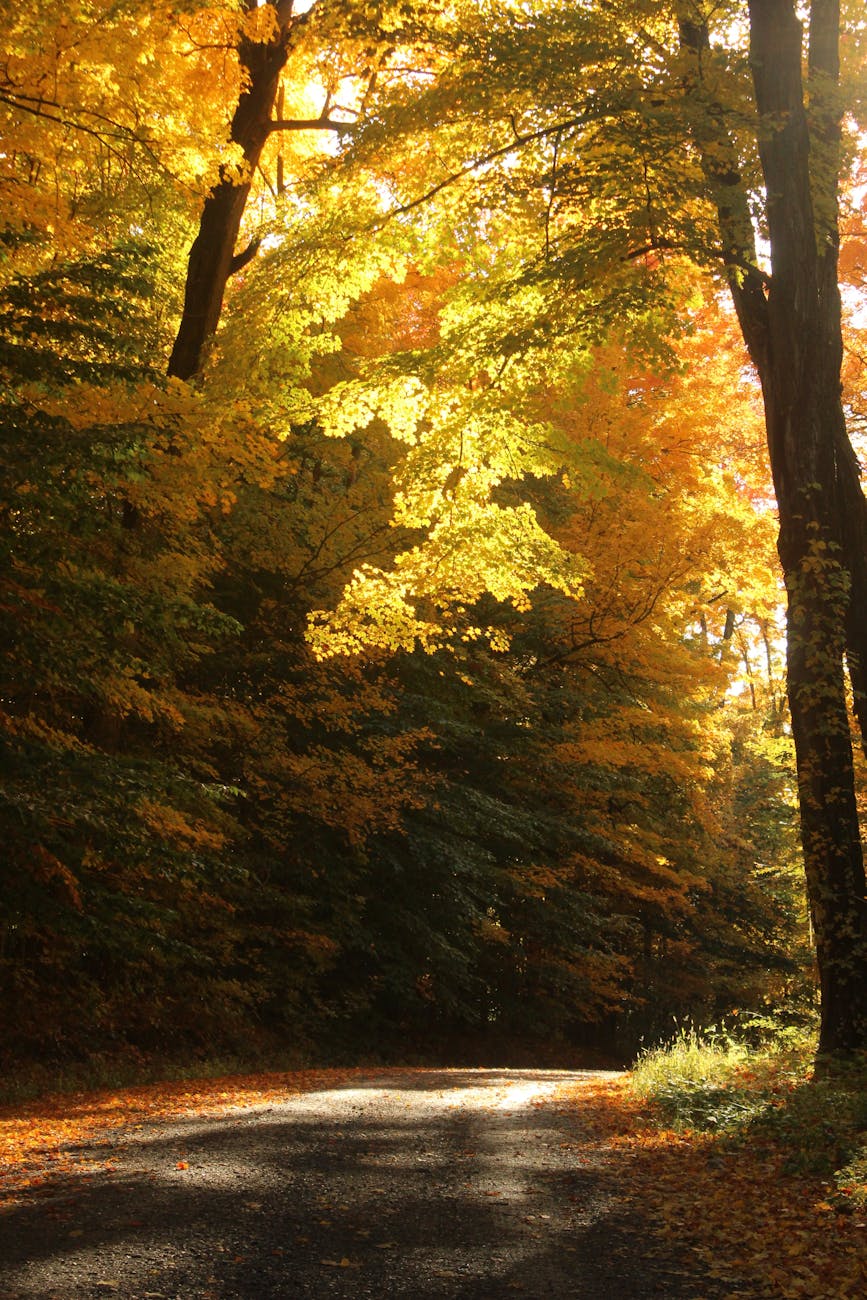 dirt road beside green tall trees
