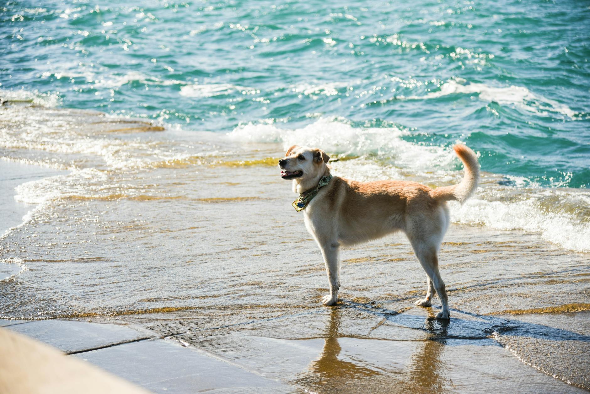 photo of dog on seashore