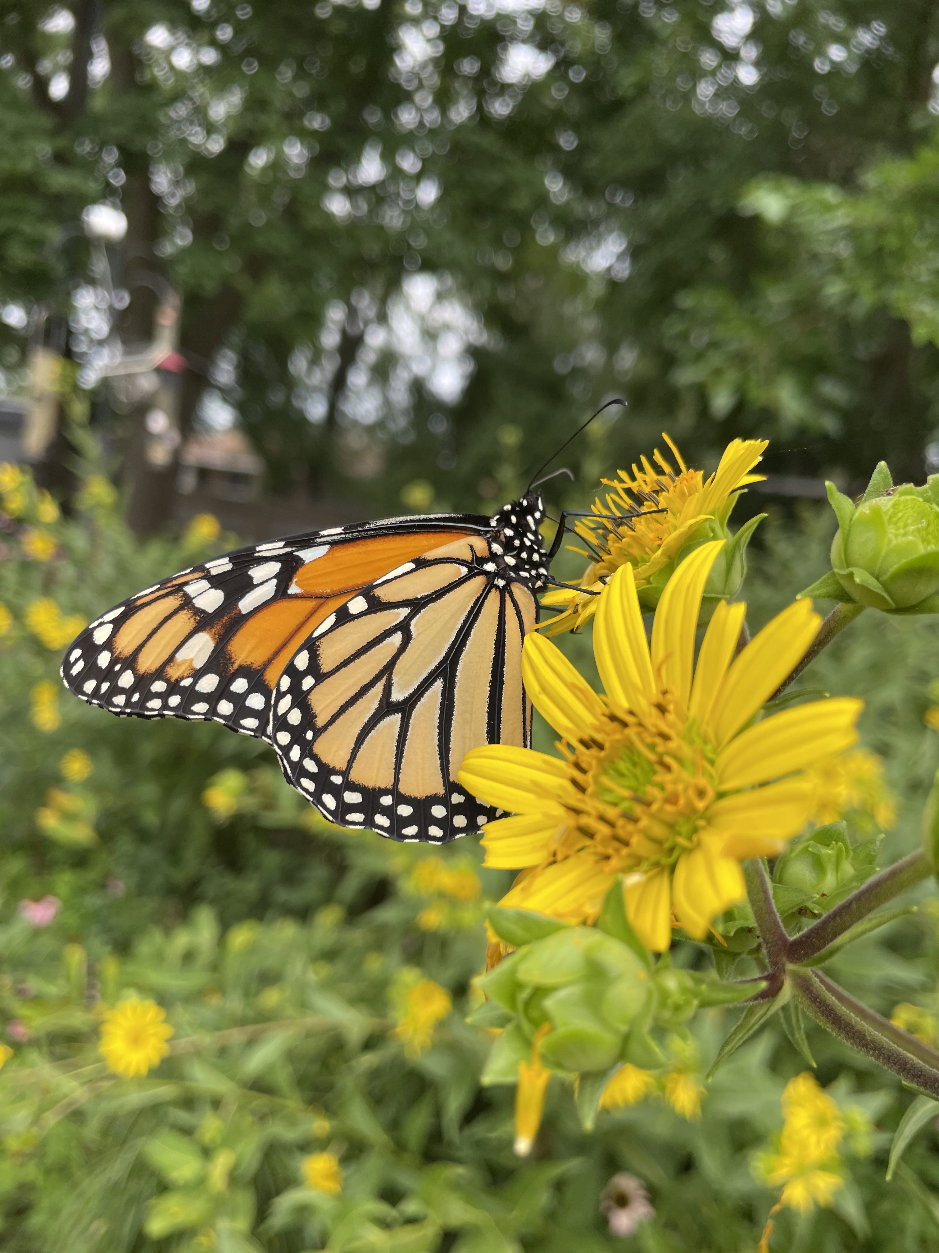 Following the Monarchs: A Family Guide to Michigan’s Fall Migration