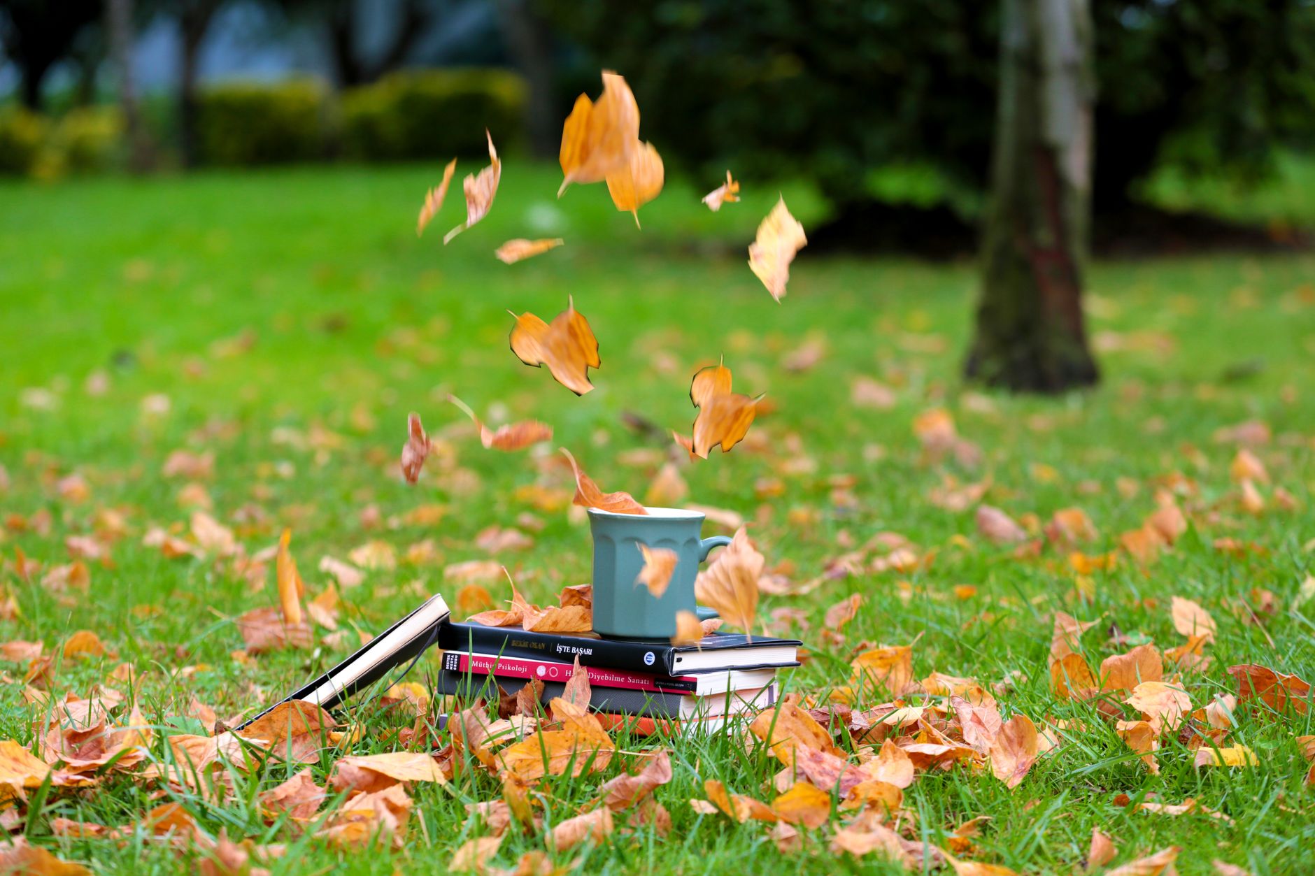 Escape the Ordinary: Books That Take Flight