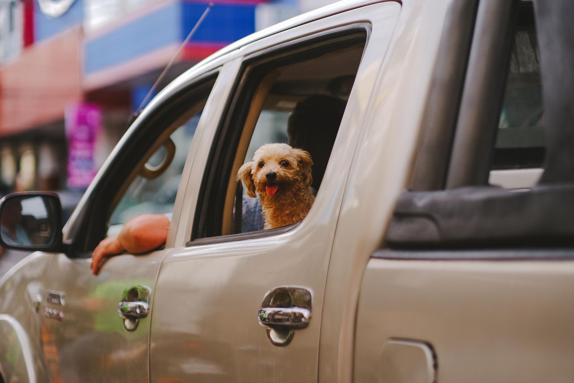 Road Trip Essentials for Pets